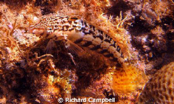 just looking--sealife DC1000 by Richard Campbell 